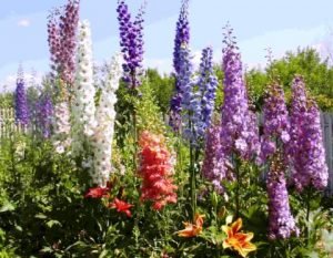 Дельфініум багаторічний: основні правила посадки та догляду, фото квітів