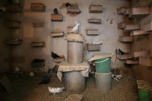 Як побудувати голубник своїми руками