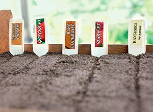 Як садити полуницю насінням: вибір насіння і ґрунту, поради по догляду і поливу