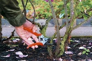 Осінній догляд за садовими трояндами: правила підживлення та укриття кущів на зиму