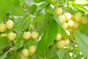 Опис сортів жовтої черешні Чермашная, Юлія, Гостинець: поради садівників по догляду