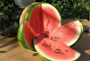 Ранні і скоростиглі сорти кавунів — огляд кращих видів та відгуки