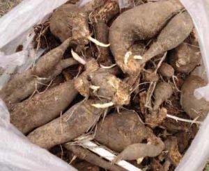 Особливості зберігання бульб жоржин в зимовий час