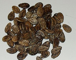 Вирощування кавунів у відкритому грунті