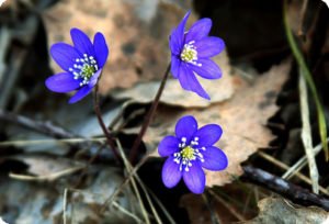 Ніжна красуня печіночниця та її застосування в саду і в медицині