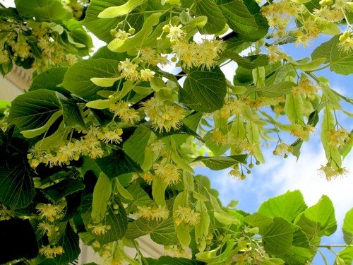 Боротьба з попелиць народними засобами – готуємо дієві препарати за перевіреними рецептами