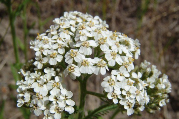 Як виростити багаторічник для дачі, цвіте все літо: особливості посадки і догляду, фото і відео інструкція