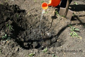 Як пересадити смородину на нове місце за всіма правилами