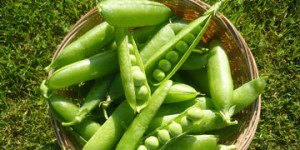 Як посадити горох в городі: види і сорти, правила посадки та догляду, фото