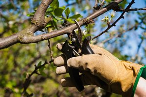Зливу для Підмосковя: вибір кращого сорту і рекомендації по догляду