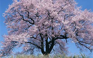 Чому не плодоносить абрикос — що робити