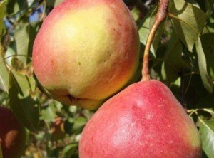 Сорт груші Мармурова: опис цікавого сорту донора, придатного для одержання нових видів груш