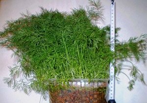 Як виростити кріп вдома на підвіконні: вибір сорту і грунту, поради по посадці та догляду