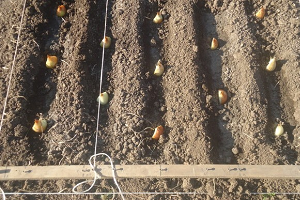 Дивовижний овоч цибуля шалот — правила догляду та вирощування