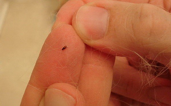 Підвальні блохи: небезпека і боротьба