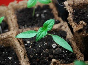 Астильба в ландшафтному дизайні саду — багатоликий чагарник для оформлення квітника