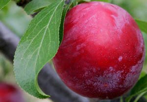 Зливу колоновидна: опис і характеристики кращих сортів