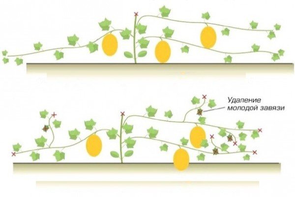 Вирощування дині в відкритому грунті Чорноземя: кращі сорти, посадка насіння і рекомендації по догляду