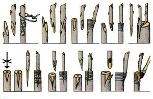 Способи щеплення вишні: коли, на що і як прищеплювати