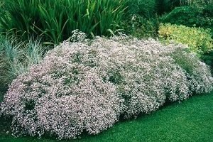 Гіпсофіла багаторічна: посадка і догляд у відкритому грунті