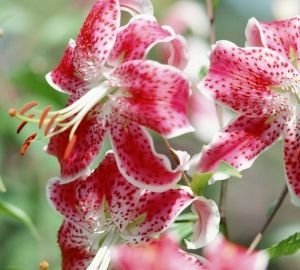 Як зробити красиву клумбу з багаторічників: ідеї, підбір кольорів, покрокова інструкція, схеми та фото