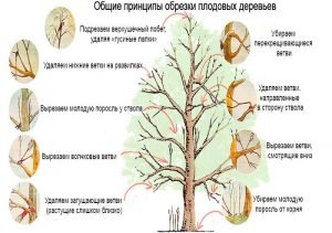Як обрізати яблуні восени: схема, правила і відео інструкція