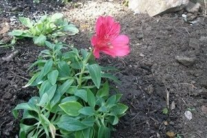 Квіти альстромерія — буйство фарб у вашому саду
