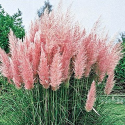 Пампасний трава – кортадерия: види, посадка і догляд Пампасний трава – кортадерия: види, посадка і догляд