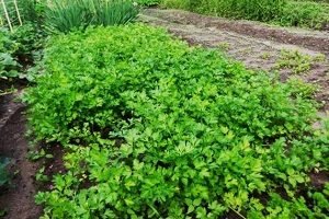 Вирощування з насіння петрушки: особливості посадки і догляду у відкритому грунті і домашніх умовах