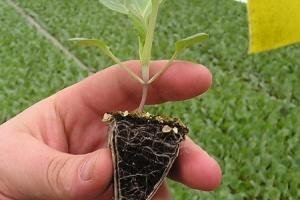 Посів насіння солодкого перцю на розсаду: вибираємо, готуємо і ростимо насіння правильно