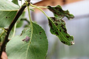 Хвороби груші: опис найбільш поширених захворювань і шкідників