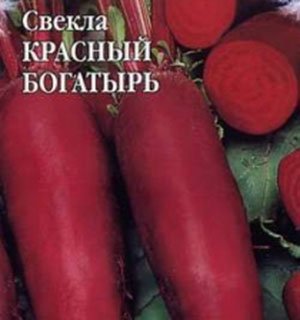 Вирощування буряків в Сибіру і на Уралі: поради садівників та опис кращих сортів для відкритого грунту