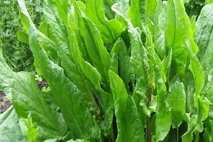 Унікальний щавель — його властивості і способи застосування