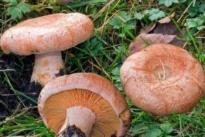 Волнушка — делікатес або поганка