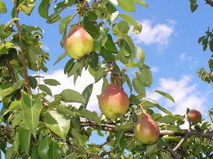 Сорт груші Улюблениця Клаппа: вирощуємо великі груші на своїй ділянці