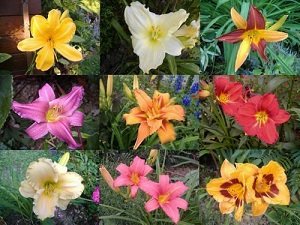 Вирощування лілійників у відкритому грунті: посадка й догляд, види, сорти, фото і відео