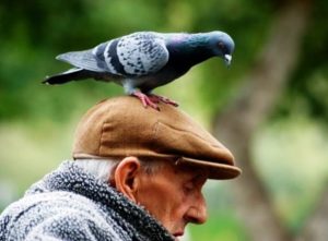 Сонник Синя Птиця в руках красива у сні бачити до чого сниться?