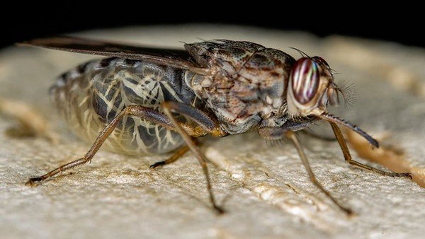 Чим небезпечні мухи: перелік поширених захворювань