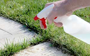 25 лайфхаков для дачі, саду та городу