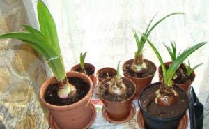 Основні секрети вирощування та догляду за гиппеаструмом