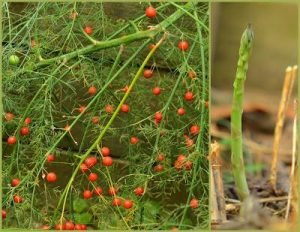 Як виростити спаржу з насіння на городі