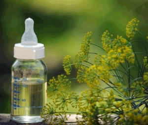 Кріп: користь і шкоду для здоровя, застосування в народній медицині