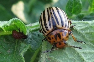 Отрута від колорадського жука — найефективніші препарати