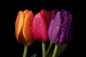 Якого кольору бувають тюльпани: назви й фото сортів від звичного червоного до рідкісного чорного