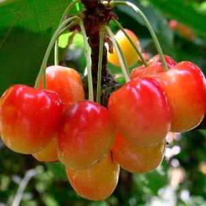 Огляд кращих сортів черешні: характеристики плодів, запилення і час дозрівання