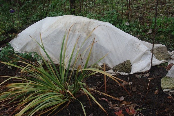 Як посадити на дачі довгоквітучі квіти багаторічники: види рослин, особливості підбору та догляду, фото і відео