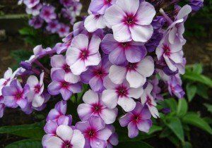 Багаторічники, квітучі восени: різновиди, особливості догляду, фото з назвами і відео