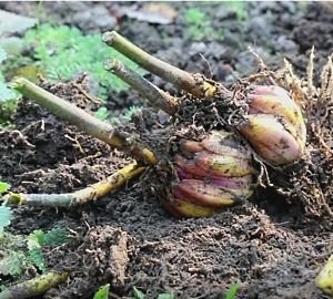 Високорослі багаторічні садові квіти: фото та назви рослин, поради по догляду