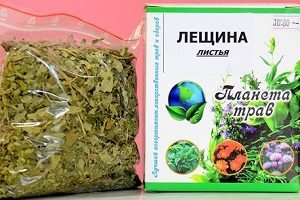 Як виглядає ліщина: фото дерева і листя, опис і особливості агротехніки