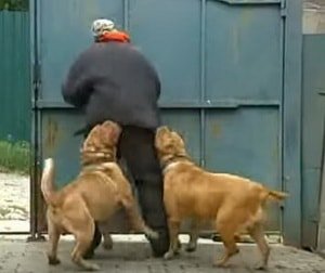 Характеристика собак породи Бордоський дог з відгуками та фото